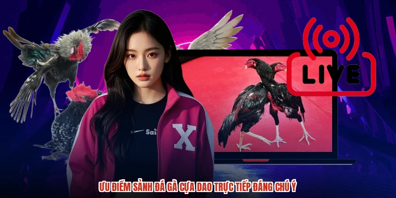 Ưu điểm sảnh đá gà cựa dao trực tiếp đáng chú ý