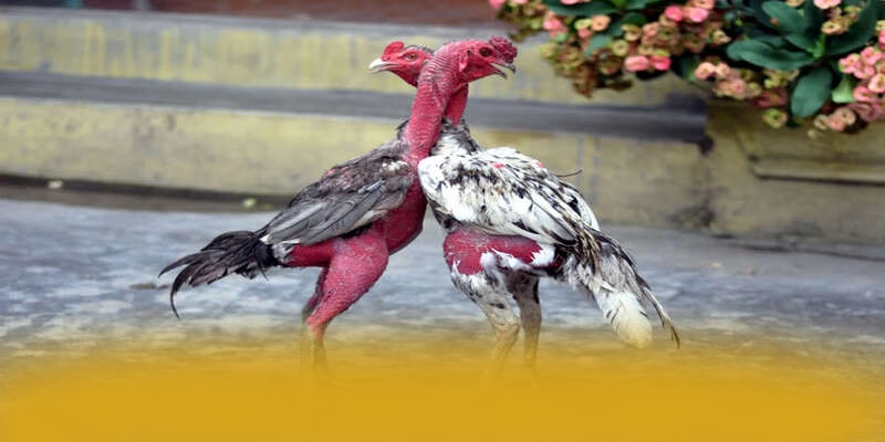 So sánh của [THUONG_HIEU] trong cùng phân khúc
